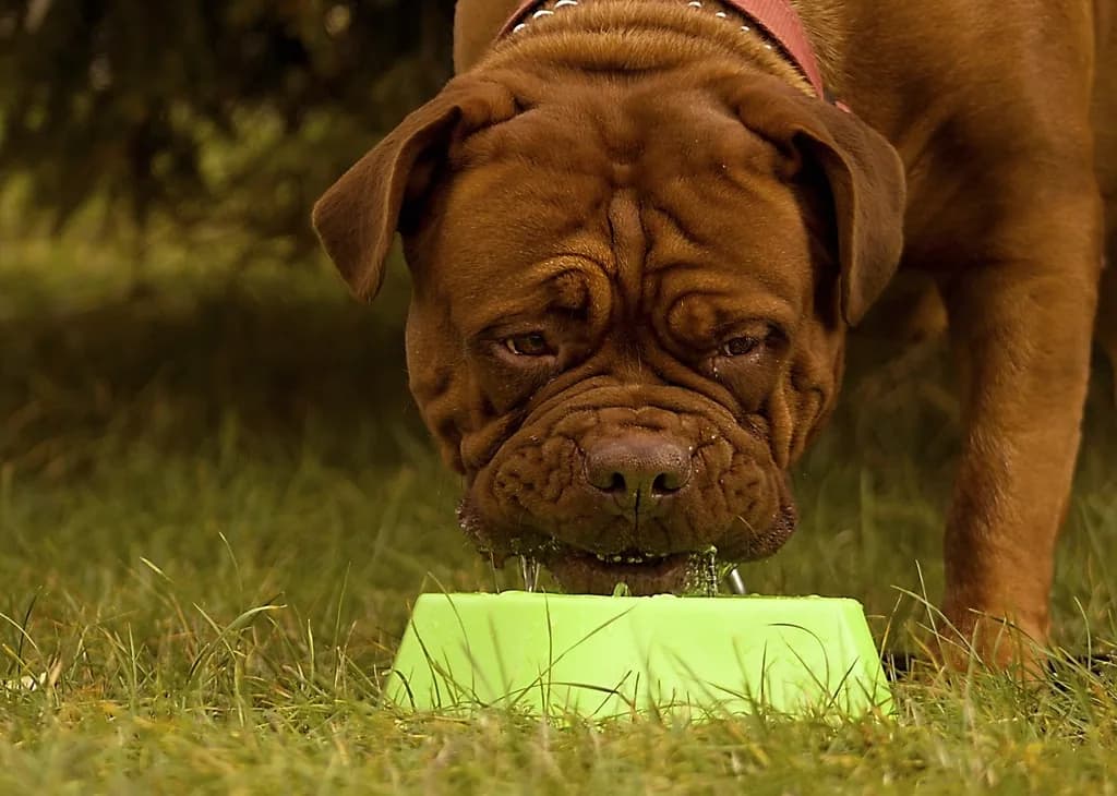 A dog eating kibble from a green bowl on the grass