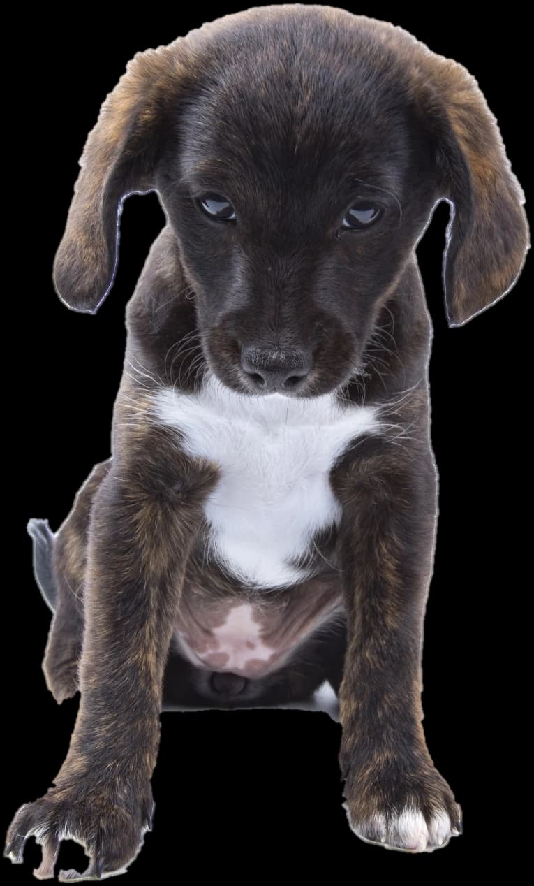 A brindle puppy sitting and looking down at a bag of food